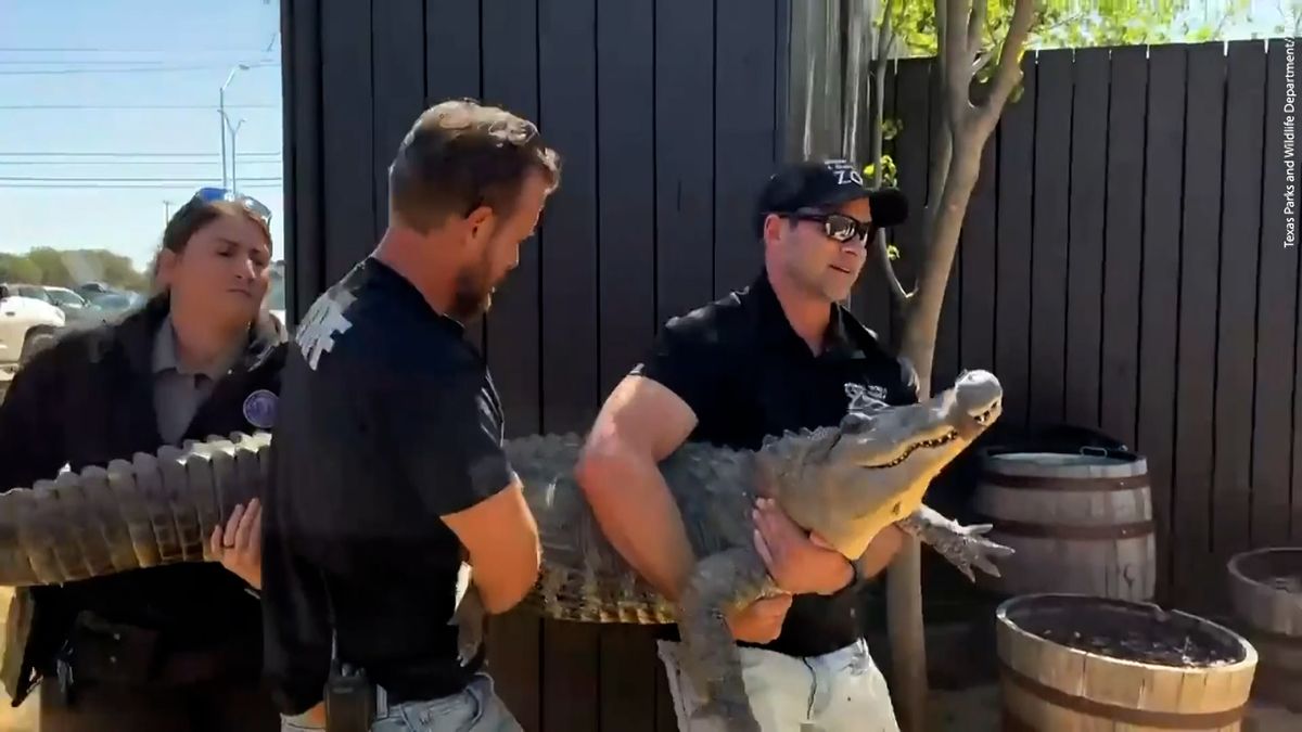 Žena ukradla aligátora ještě jako vajíčko. Po 20 letech se vrátil do zoo